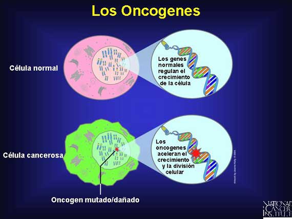 Los Oncogenes
