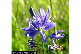 Photo of Camassia quamash (Pursh) Greene ssp. breviflora Gould