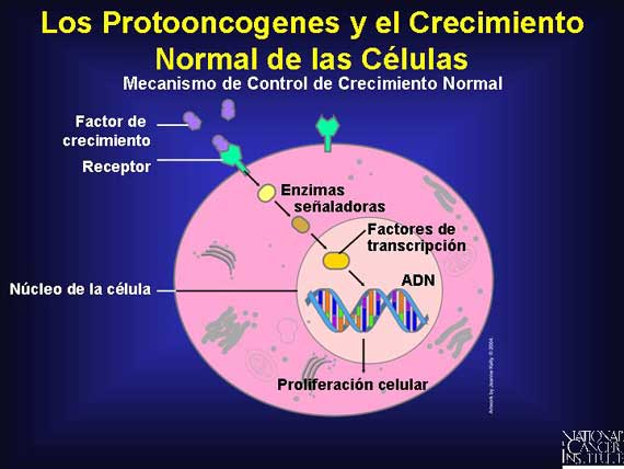 Los Protooncogenes y el Crecimiento Normal de las Células