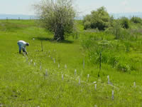 Hybrid poplar planting during 2002 over a MTBE plume near Ronan, Montana. The white cylinders are 