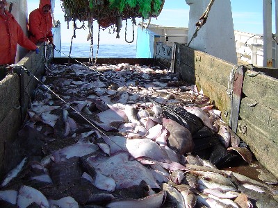 photo of fish in the trawl alley