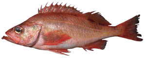 Picture of a Pacific ocean perch