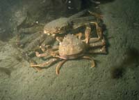 Adult Tanner crab mating with female molting