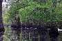 View a larger version of this image and Profile page for Taxodium distichum (L.) Rich.