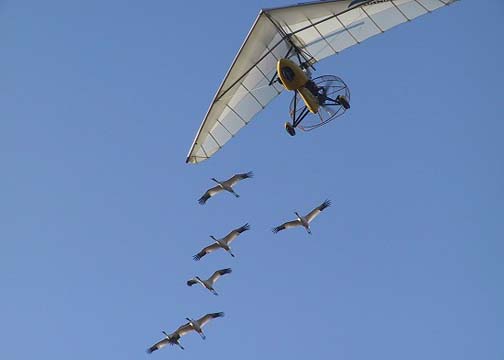 Photo of 6 whooping cranes flying with an ultralight against a blue sky.