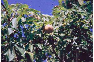 Photo of Aesculus glabra Willd.