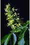 View a larger version of this image and Profile page for Aesculus glabra Willd.