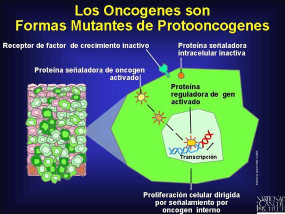 Los Oncogenes son Formas Mutantes de Protooncogenes