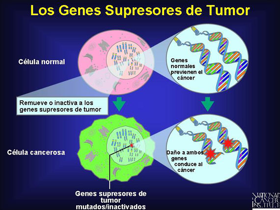 Los Genes Supresores de Tumor