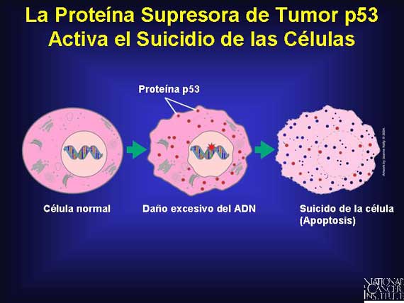 La Proteína Supresora de Tumor p53 Activa el Suicidio de las Células
