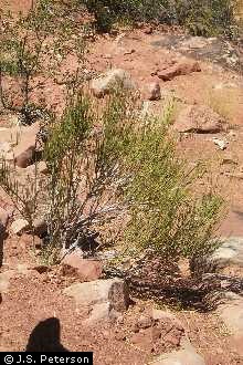 Photo of Ephedra viridis Coville