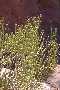 View a larger version of this image and Profile page for Ephedra viridis Coville