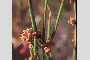 View a larger version of this image and Profile page for Ephedra viridis Coville