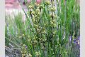View a larger version of this image and Profile page for Ephedra viridis Coville
