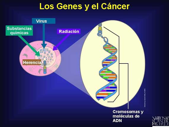 Los Genes y el Cáncer