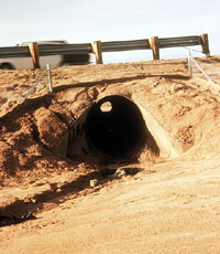 Photo: Tortoise Underpass