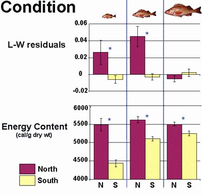 Chart of juvenile Pacific ocean perch size-classes