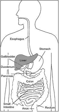 Illustration of the digestive system with the liver highlighted.