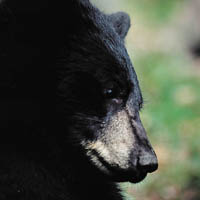 Photo: America black bear