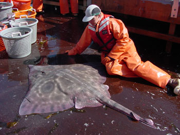 photo of big skate, Raja binoculata