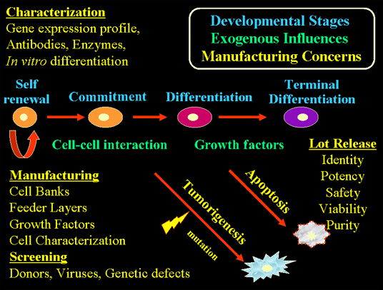 Manufacturing, testing and lot release issues for stem cells
