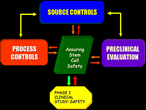 source controls, process controls, assuring stem cell safety, preclinical evaluation, phase 1 clinical study-safety