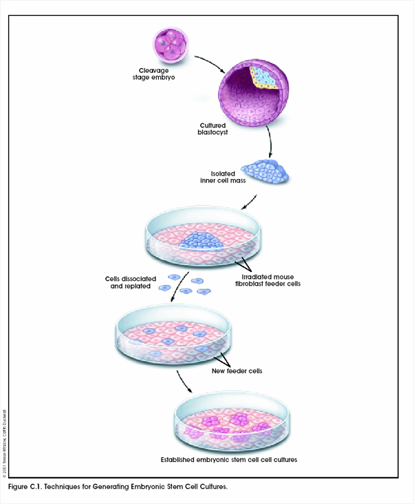 Human Embryonic Stem Cell Lines