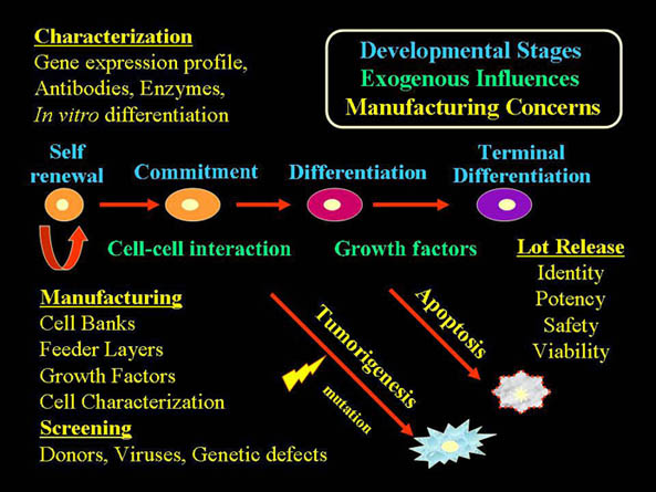 developmental stages exogenous influences manufacturing concerns including characterization, manufacturing and sreening