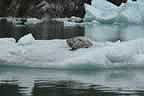 harbor seals and glacial ice