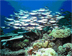 Underwater photo of school of fish swimming over coral bed