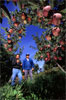 photo of pest inspectors in an apple orchard