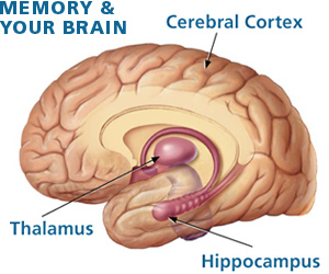 Illustrtation of brain with labels.
