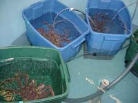Red king crab held for larval collection; thalgtankking.jpg, 7K