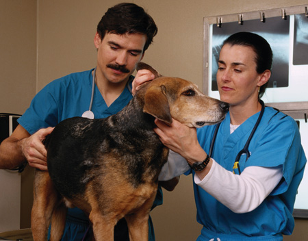 Dog being examined in a veterinarian's office.