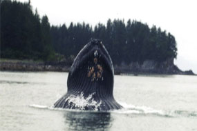 Humpbacks lunge feeding at the surface (Photo by Suzie Teerlink)