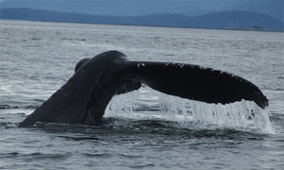 Flukes as a whale descends on a sounding dive (Photo by Suzie Teerlink)