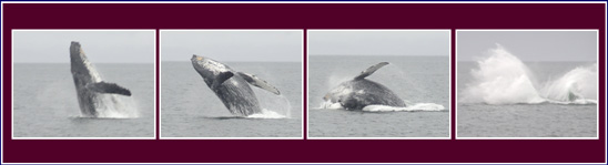 Breaching Humpback (Photos by Kirk Hardcastle)