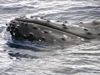 Head and chin of a humpback whale (Photo by Kirk Hardcastle)