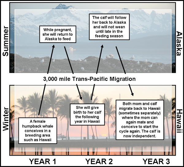 Humpback whale breeding and migratory behavior