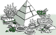 Image of the food guide pyramid surrounded by food