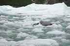 harbor seals and glacial ice