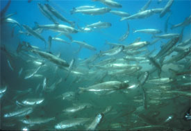 Salmon smolts prior to hatchery release