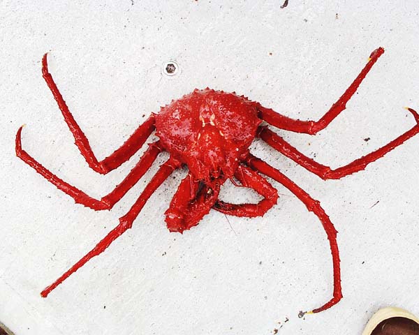 [Lithodes couesi, Scarlet king crab, scar.jpg=53KB]