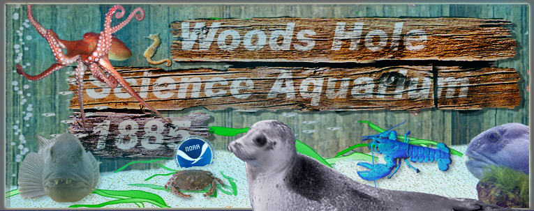 Woods Hole Science Aquarium Banner