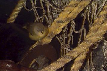 photo of a bird on a fishing net