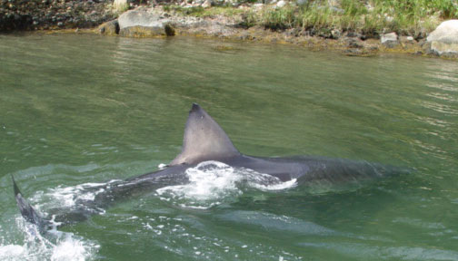 great white shark image