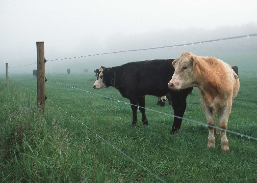 Rotational grazing along the Creeper Trail, South Fork of the Holsten River Project.  Virginia.  NRCS image by Jeff Vanuga.