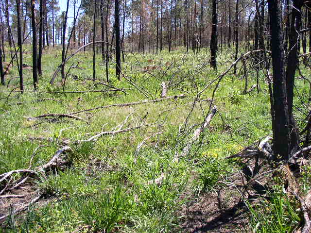 Truchas reseeding site.