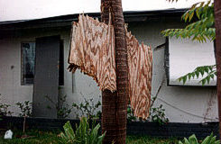 Piece of plywood wedged in a palm tree