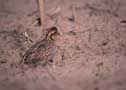 Bobwhite.  NRCS image.